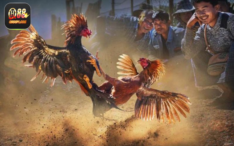Các loại hình đá gà nổi bật tại nhà cái QH88