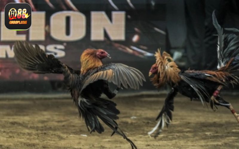 Phương pháp đặt cược tại đá gà QH88 hiệu quả
