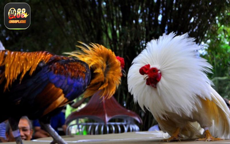 Ưu điểm nổi bật của sảnh đá gà QH88