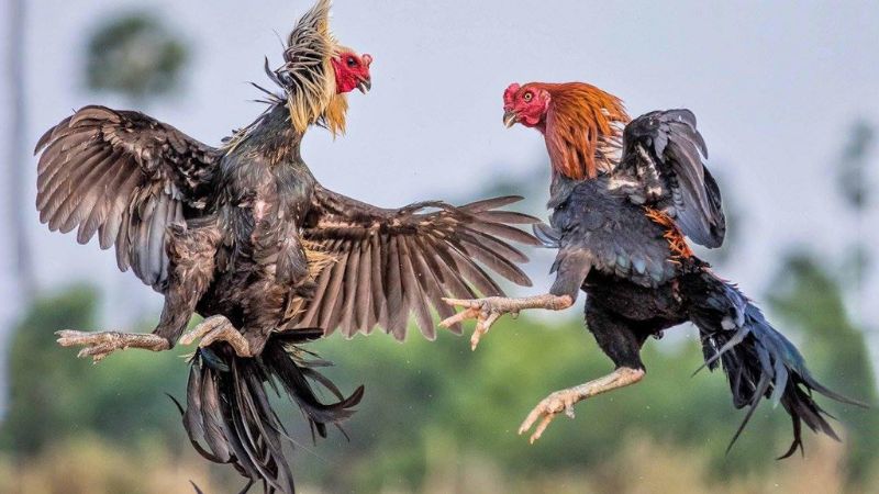 Những tuyệt chiêu chơi đá gà Mỹ mà bạn nên biết