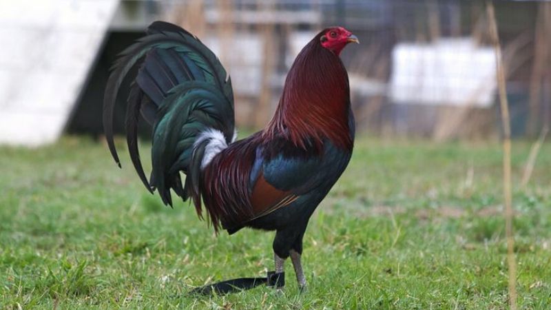 Thông tin chung về đá gà Mỹ KUBET